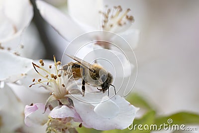 Bee pollinating crabapple blossoms, side view Stock Photo