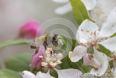 Bee pollinating crabapple blossoms, side view Stock Photo
