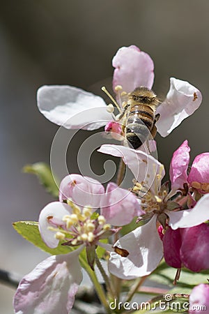 Bee pollinating crabapple blossoms, top view Stock Photo