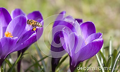 Bee pollinating Crocus flowers Stock Photo