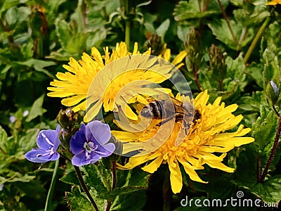 A bee pollinating dandelions by forget-me-nots Stock Photo