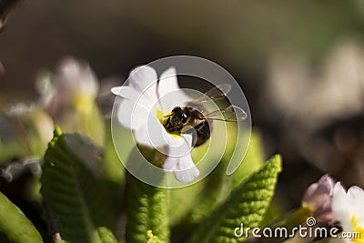 Bee pollinating the early spring flowers - primrose. Primula vulgaris with a worker honey bee feeding on nectar, macro background Stock Photo