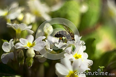 Bee pollinating the early spring flowers - primrose. Primula vulgaris with a worker honey bee feeding on nectar, macro background Stock Photo