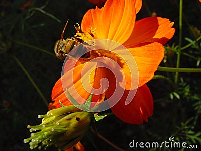 Bee pollinating flower Stock Photo