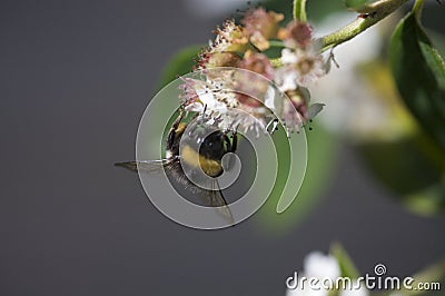 Bee pollinating flower Stock Photo