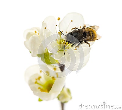 Bee pollinating a flower - Apis mellifera Stock Photo