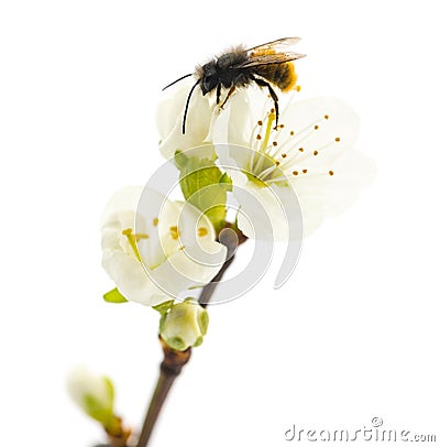 Bee pollinating a flower - Apis mellifera Stock Photo