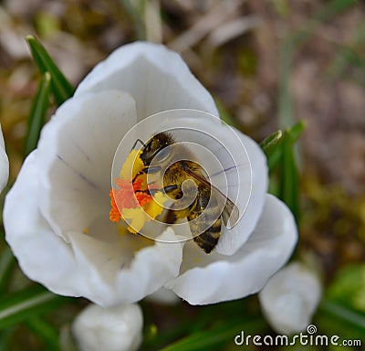 Bee pollinating a flower of white crocus Stock Photo
