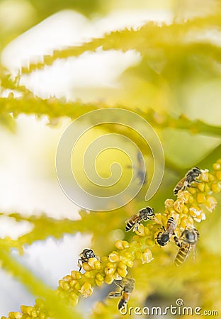 Bee pollinating group Stock Photo