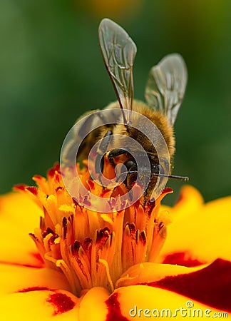 Bee Pollinating Marigold Flower Close-Up Stock Photo