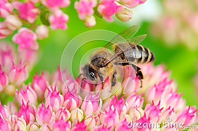 Bee Pollinating Pink Sedum Flowers Stock Photo