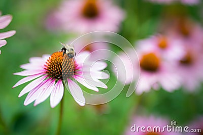 Bee Pollinating Purple Coneflower on Sunny Summer Day Stock Photo