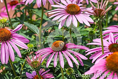 Bee pollinating purple echinacea, or cone flower, in garden surrounded by other cone flowers and bud Stock Photo