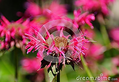 A bee pollinating a red monarda flower Stock Photo