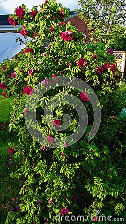 Bee pollinating Sweet Briar Rose, Rosa rubiginosa Stock Photo