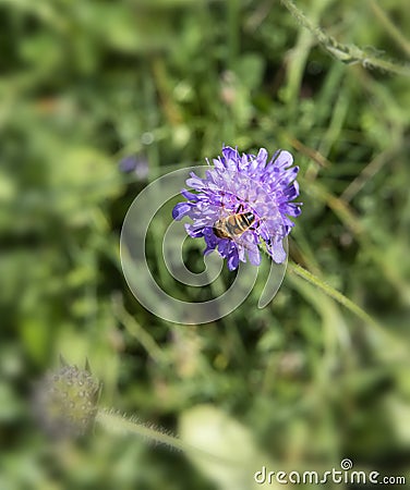 Bee Pollinating a Violet Clover Flower Plant Stock Photo