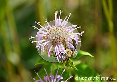 A bee pollinating a white monarda flower Stock Photo