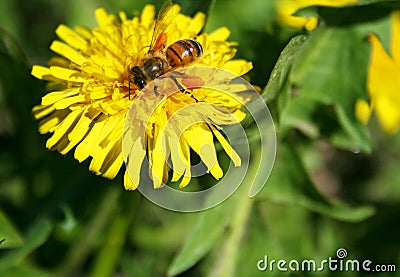 Bee pollinating yellow flower Stock Photo