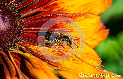 Bee Pollination Closeup Stock Photo