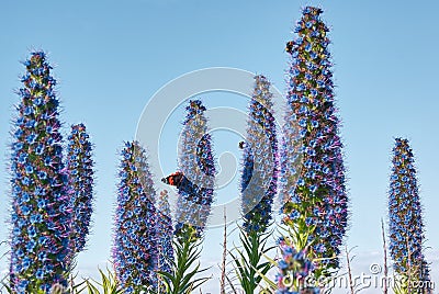 Bee pollination, flower Echium fastuosum, purple blossom, butterfly Stock Photo