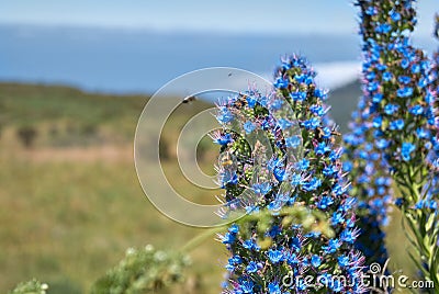 Bee pollination, flower Echium fastuosum, purple blossom insects Stock Photo