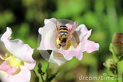 Bee pollination snapdragon Stock Photo