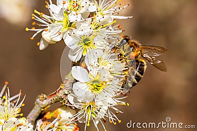 Bee pollination on spring cherry blossom. Macro photo Stock Photo