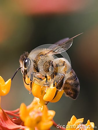 Bee profile Stock Photo
