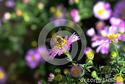 Bee on the purple aster flower Stock Photo
