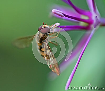 Bee on a purple flower Stock Photo