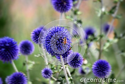 Bee on purple flower Stock Photo