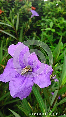 Bee on the purple waterkanon Stock Photo