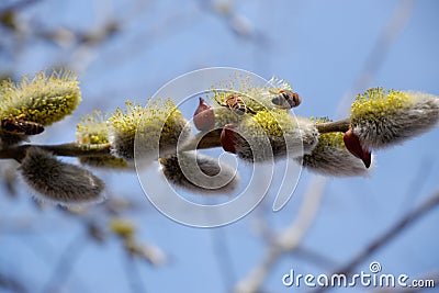 Bee and pussy-willow. Bees collect the first pollen from flowering vines in early spring. The honey bee collects the pollen from Stock Photo