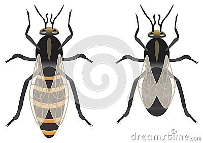 Bee queen drone vector drawing bee master kingdom Vector Illustration