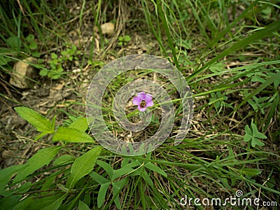 Bee resting on a vibrant purple flower Stock Photo