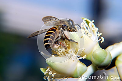 BEE role in pollination Stock Photo