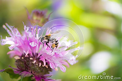 Bee on a scarlet beebalm flower blossom Stock Photo