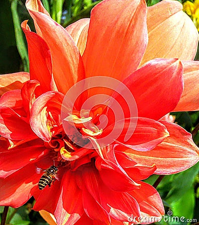 The bee seeks nectar to survive as the flower also needs the bee to bloom. The interrelationship of life. Stock Photo