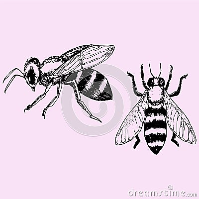 bee Vector Illustration