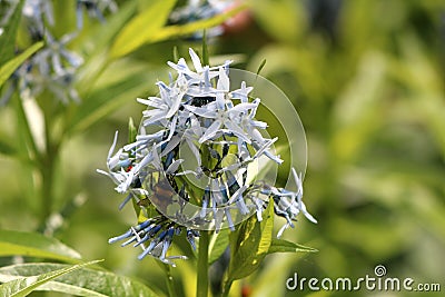 Bee on side of Eastern bluestar or Amsonia tabernaemontana flowering plant bunch of small light blue open blooming flowers Stock Photo