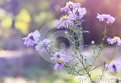 A bee sits on Aster novi-belgii in garden in autumn Stock Photo