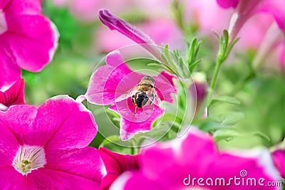 Bee sits on flower and collects pollen. Large lilac petunia flowers. Gardering, pollination, nature Stock Photo