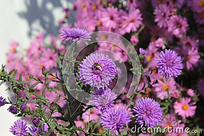 A bee sits on a pink aster in a garden. Stock Photo