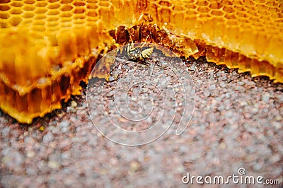 The bee is sitting on a frame with honeys. Sota, working bees with honeycomb honey cells. Texture, background of bee wax and honey Stock Photo