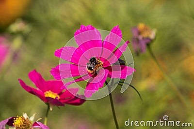Bee sitting on a pink flower Stock Photo