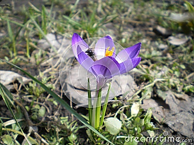 Bee sitting in a purple crocus flower Stock Photo