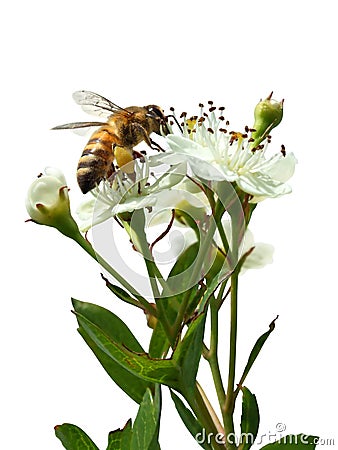 Bee sitting on a white flower isolated on white Stock Photo