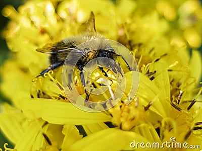 Bee sitting on a yellow flower and collects nectar macro Stock Photo