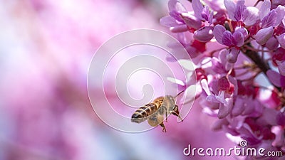 Bee on small pink flowers Paulownia close-up Stock Photo