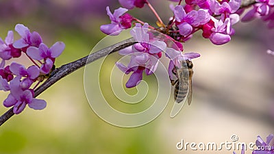 Bee on small pink flowers Paulownia close-up Stock Photo